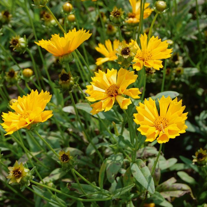 'Jethro Tull' Tickseed - Coreopsis grandiflora from IGC Quicksite Upgrade