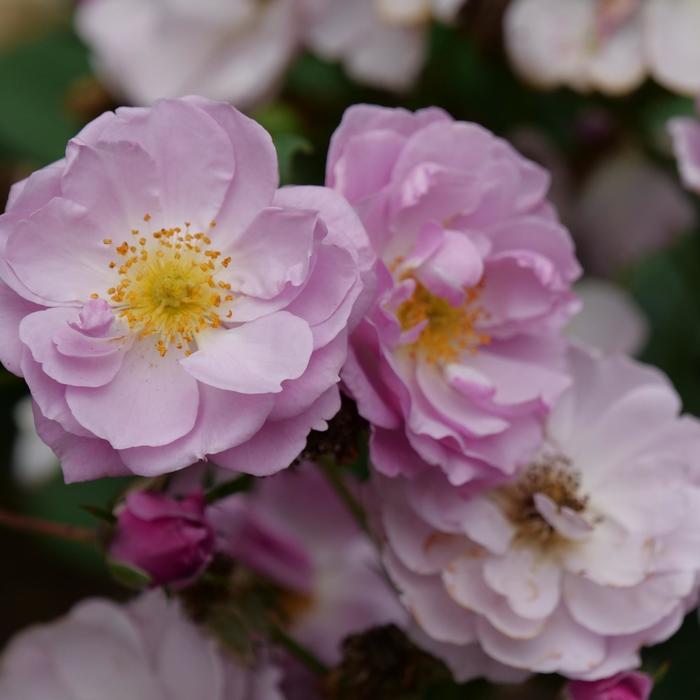 'Rise Up Lilac Days&reg;' Climbing Rose - Rosa from IGC Quicksite Upgrade