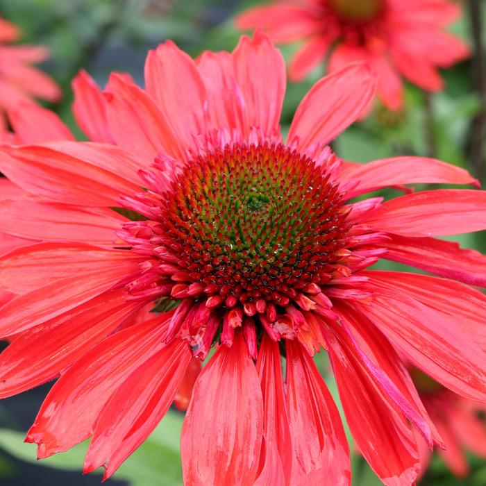 Cara Mia™ Red Coneflower - Echinacea hybrid from IGC Quicksite Upgrade