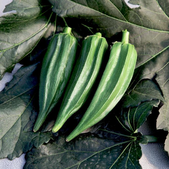 'Green Fingers' Okra - Abelmoschus esculentus from IGC Quicksite Upgrade