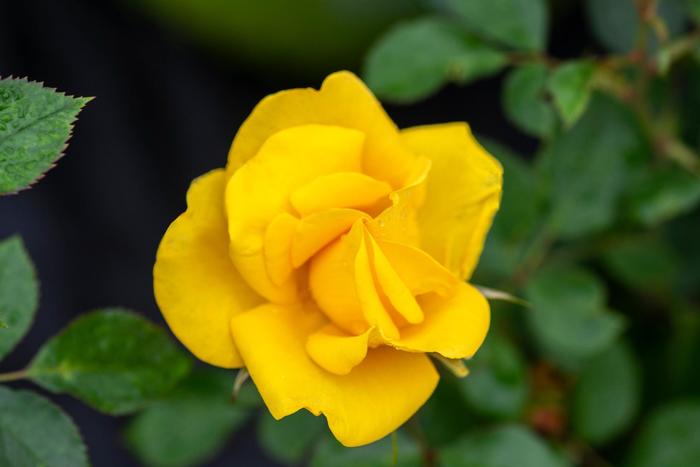 'Gilded Sun&trade;' Rose - Rosa from IGC Quicksite Upgrade