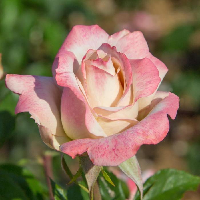 'Pinkerbelle&trade;' Hybrid Tea Rose - Rosa from IGC Quicksite Upgrade