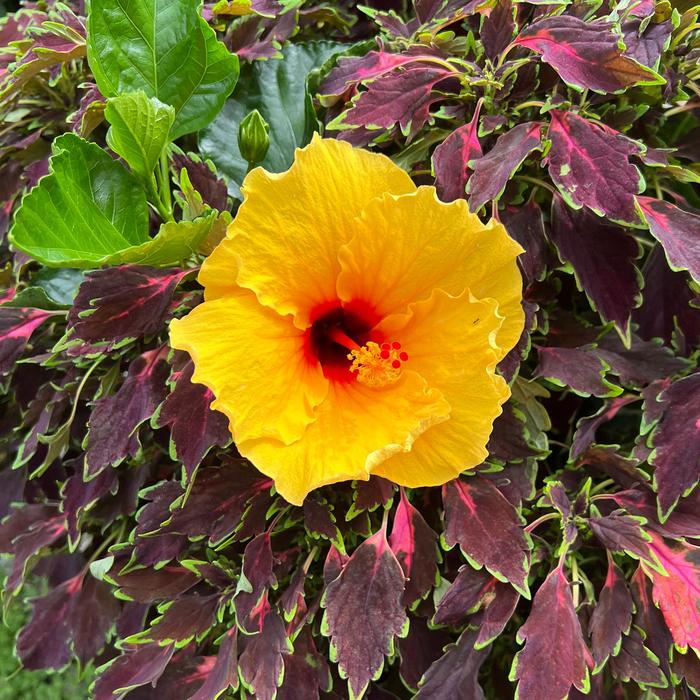 Tradewinds™ Island Wind - Hibiscus rosa-sinensis from IGC Quicksite Upgrade