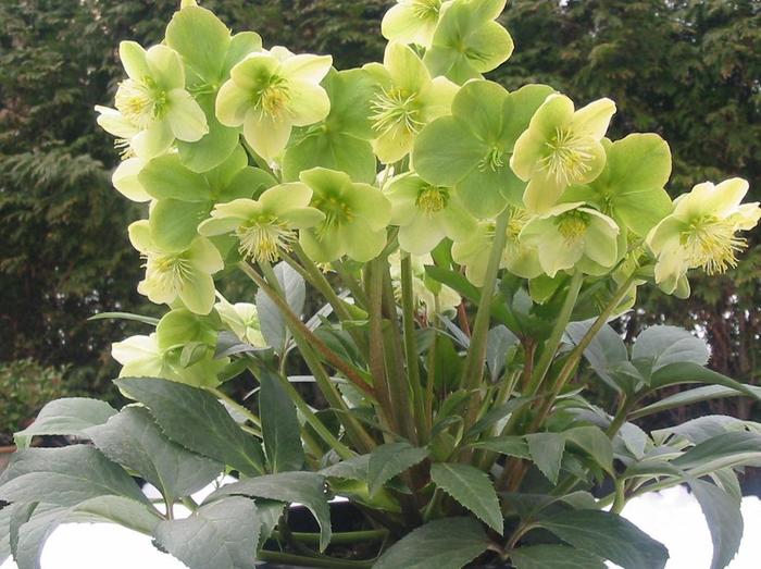 Winter Magic&trade; 'Snow Love' - Helleborus niger (Lenten Rose) from IGC Quicksite Upgrade