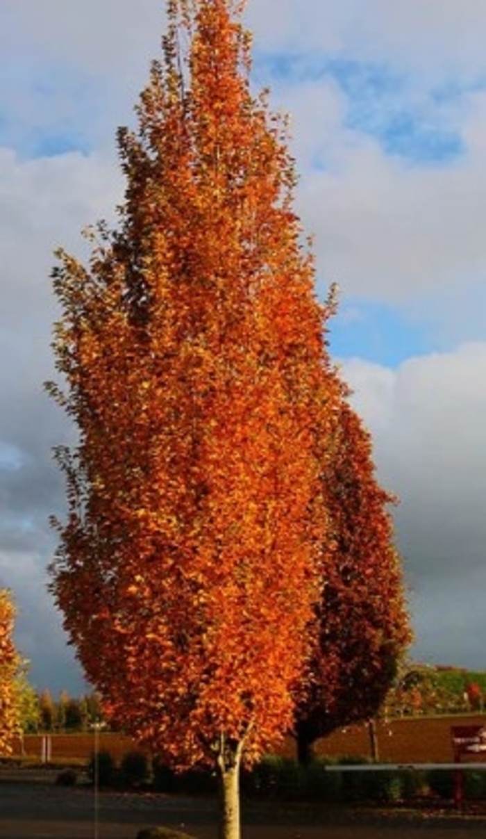 'Armstrong Gold™' Maple - Acer rubrum from IGC Quicksite Upgrade