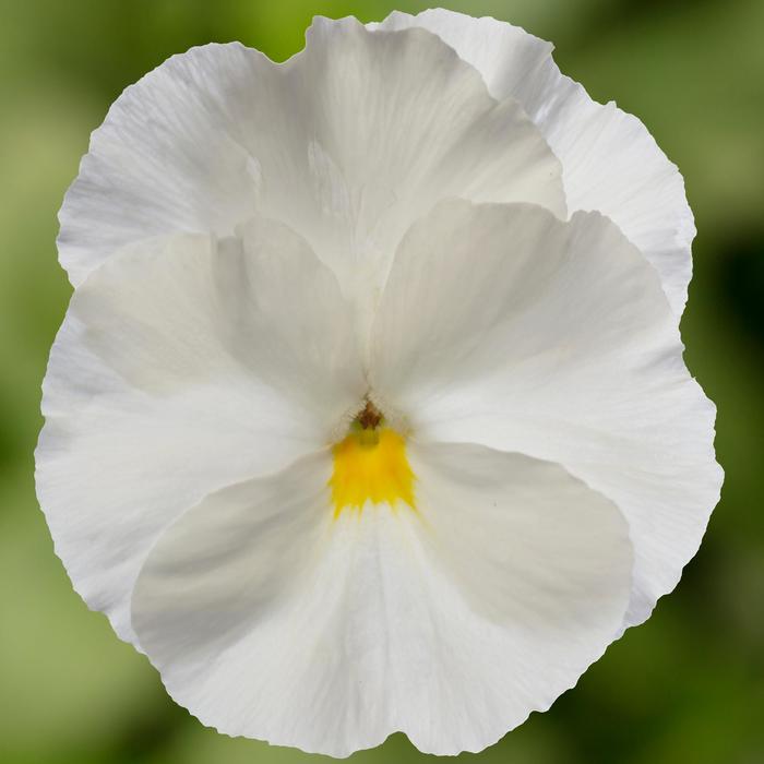 Delta™ Pro Clear White - Viola x wittrockiana (Pansy) from IGC Quicksite Upgrade