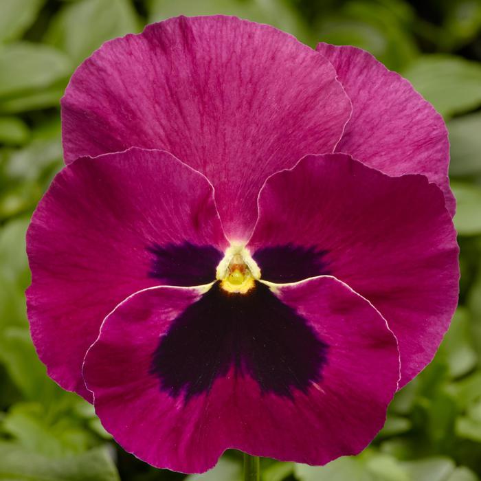 Delta™ Pro Rose with Blotch - Viola x wittrockiana (Pansy) from IGC Quicksite Upgrade