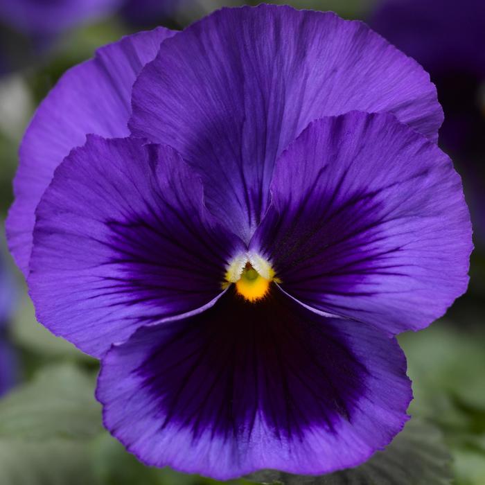 Delta™ Pro Deep Blue with Blotch Pansy - Viola x wittrockiana from IGC Quicksite Upgrade
