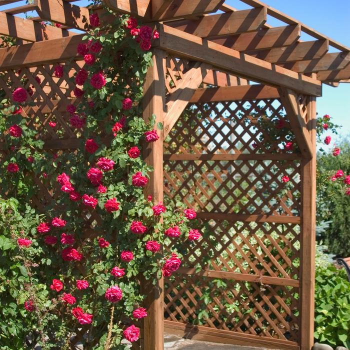 'Ramblin' Red&reg;' - Rosa (Climbing Rose) from IGC Quicksite Upgrade