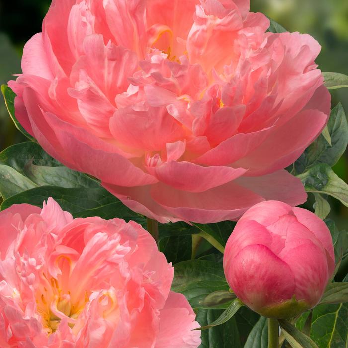'Pink Hawaiian Coral' - Paeonia lactiflora (Peony) from IGC Quicksite Upgrade