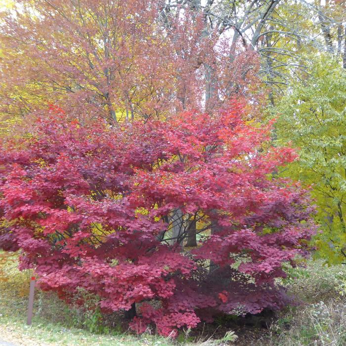 'Morning Starburst™' Maple - Acer circinatum x palmatum from IGC Quicksite Upgrade