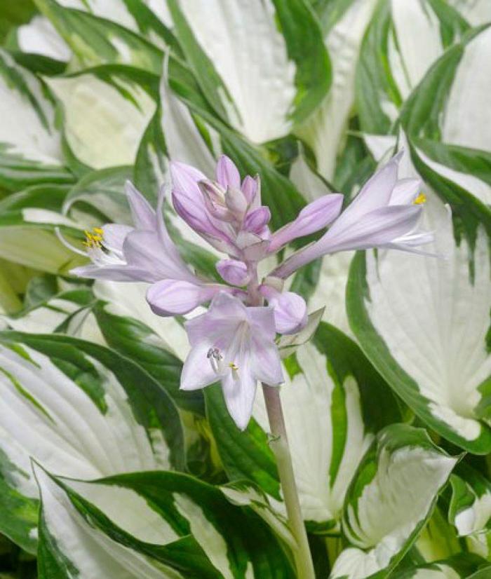 'Amazone' Hosta, Plantain Lily - Hosta from IGC Quicksite Upgrade