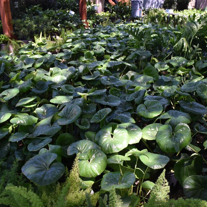 Leopard Plant - Farfugium japonicum from IGC Quicksite Upgrade