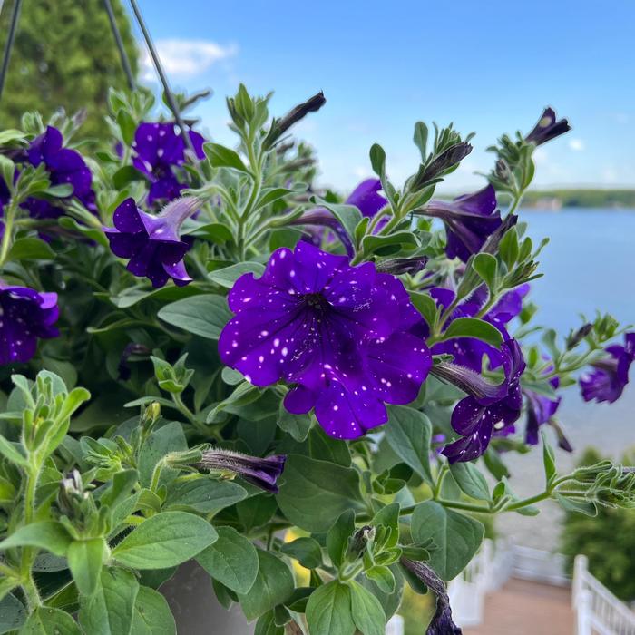 Headliner™ Night Sky - Petunia from IGC Quicksite Upgrade