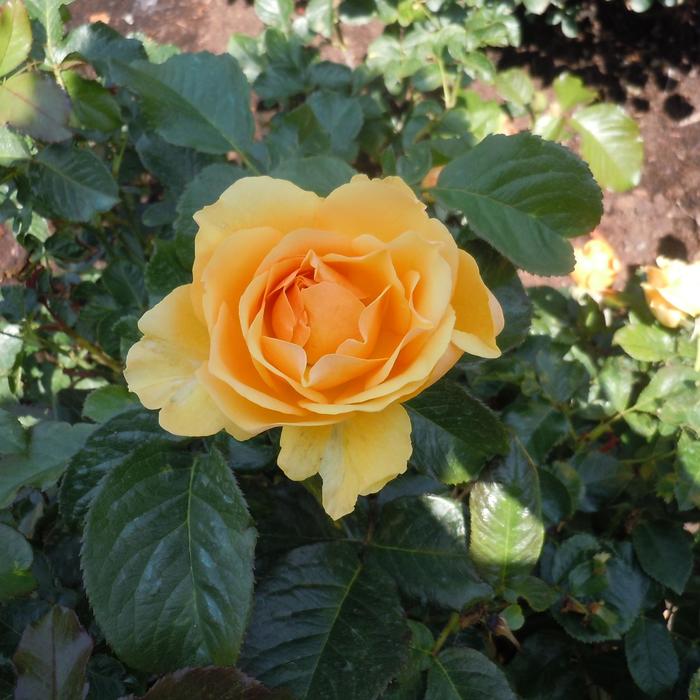 'Amber Queen' Shrub Rose - Rosa from IGC Quicksite Upgrade