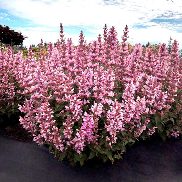 'Pink Pearl' Anise Hyssop - Agastache PPAF from IGC Quicksite Upgrade