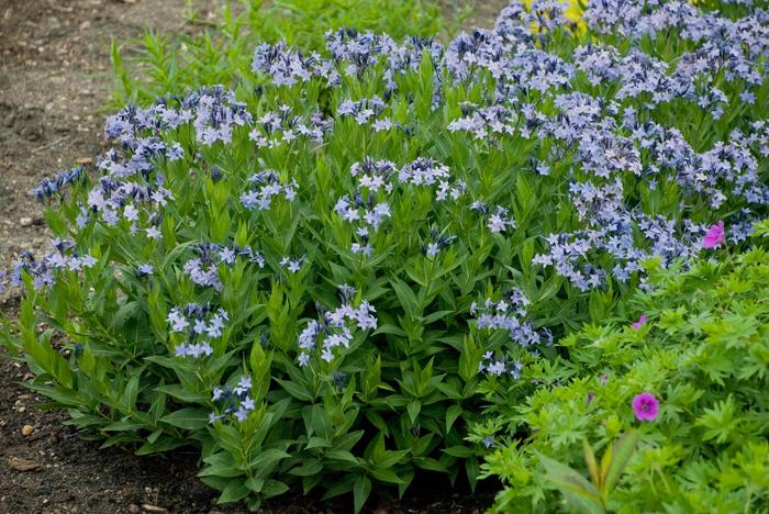 'Blue Ice' - Amsonia (Blue Star) from IGC Quicksite Upgrade