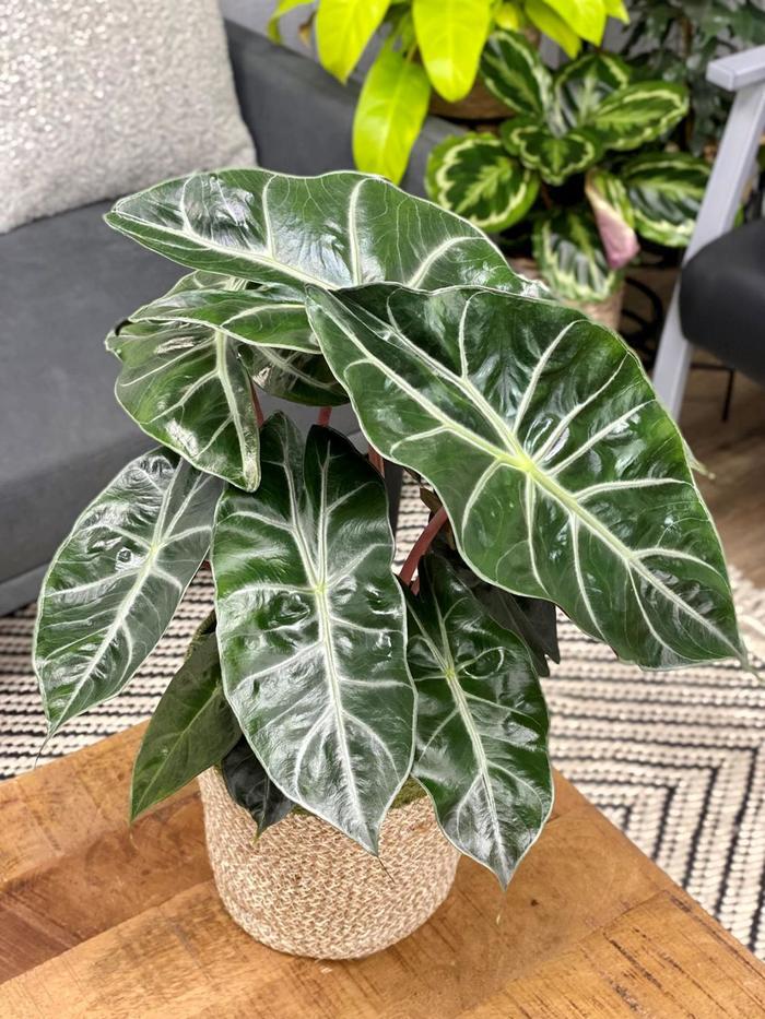 Mythic™ 'Nairobi Night' - Alocasia baginda from IGC Quicksite Upgrade