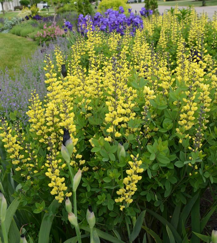 Decadence® Lemon Meringue - Baptisia PP 24,280 (False Indigo) from IGC Quicksite Upgrade