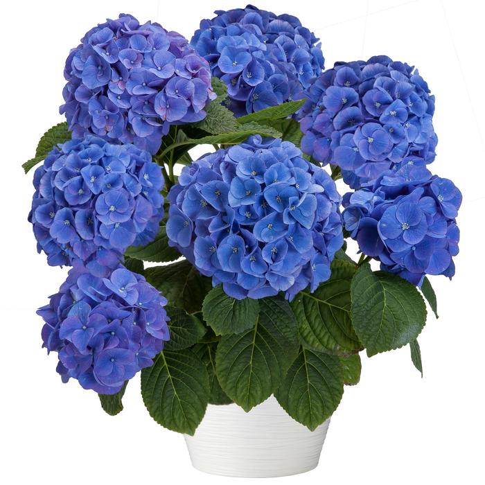 Hi™ 'Horizon' - Hydrangea from IGC Quicksite Upgrade