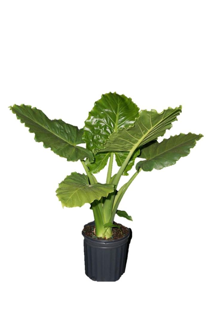 Emerald Isle™ Elephant Ear - Alocasia hybrid from IGC Quicksite Upgrade