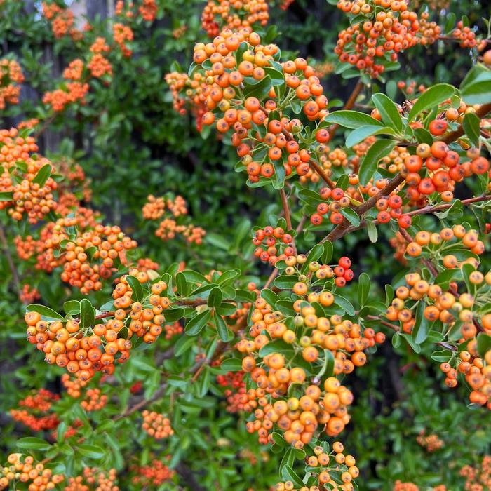 Firethorn - Pyracantha from IGC Quicksite Upgrade