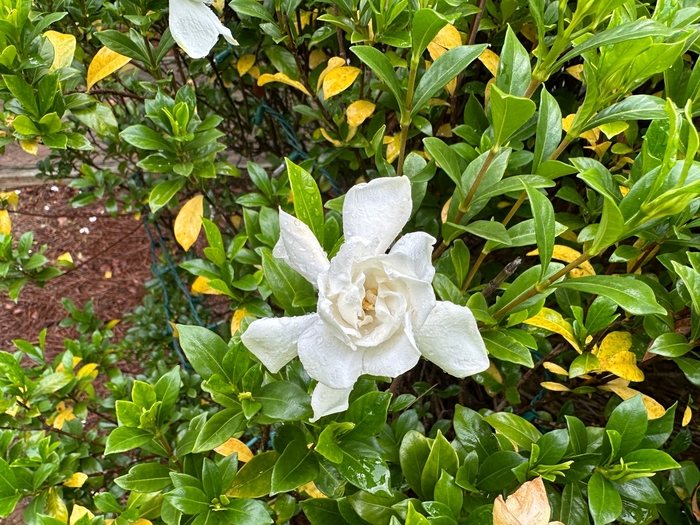 'Frost Proof' - Gardenia jasminoides from IGC Quicksite Upgrade