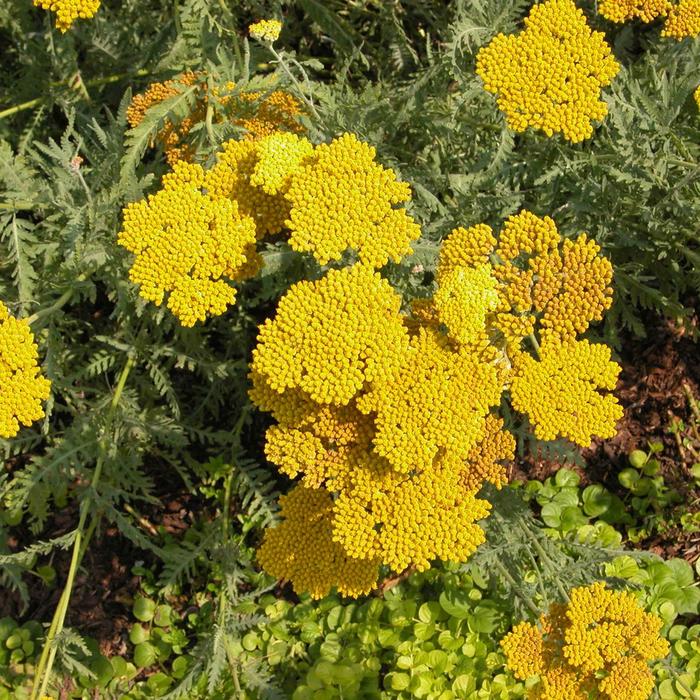'Coronation Gold' Yarrow - Achillea from IGC Quicksite Upgrade