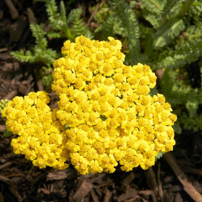 'Little Moonshine' Yarrow - Achillea from IGC Quicksite Upgrade
