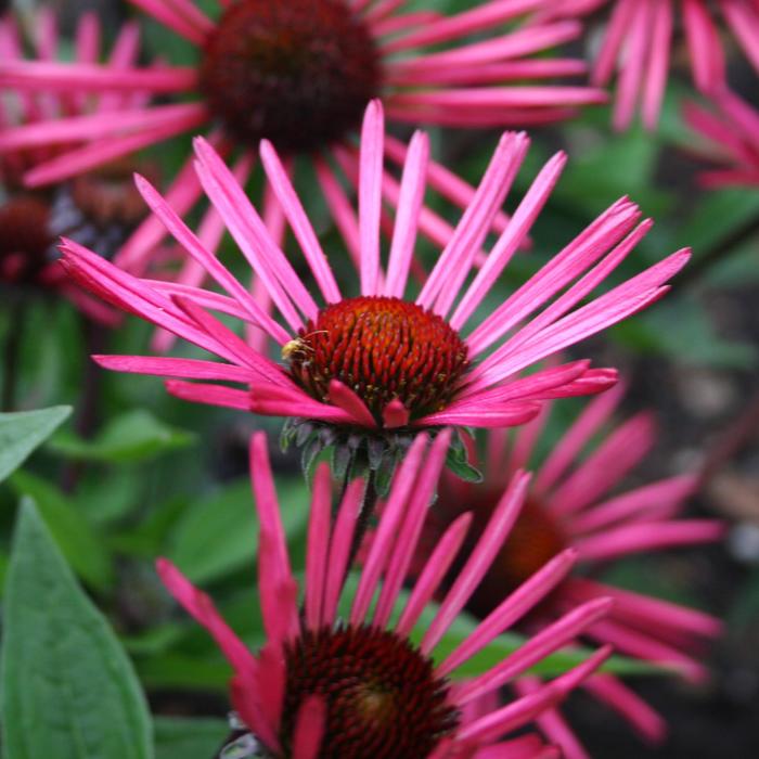 'Burgundy Fireworks' Coneflower - Echinacea from IGC Quicksite Upgrade