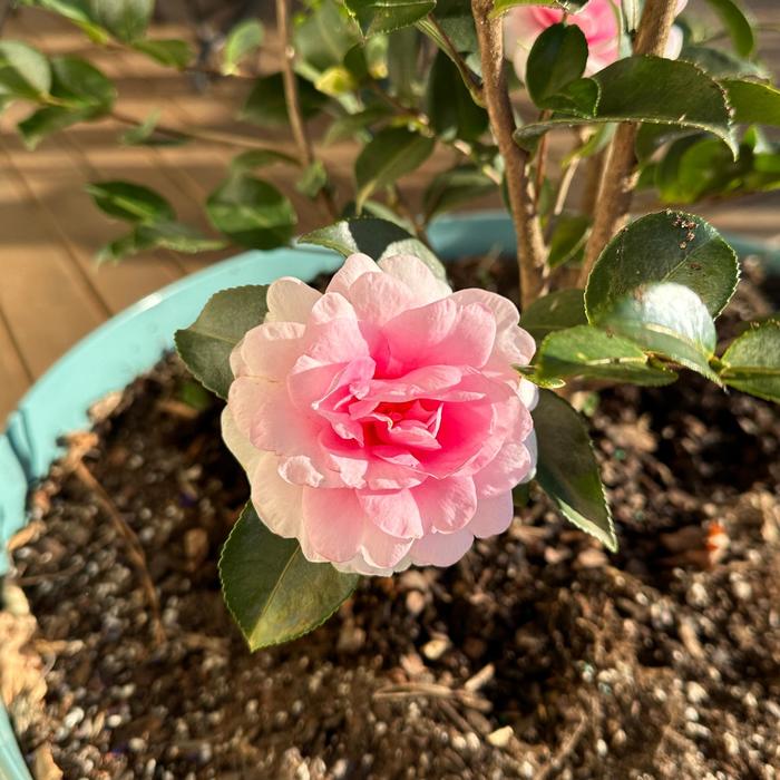 'Dream Weaver' - Camellia sasanqua from IGC Quicksite Upgrade