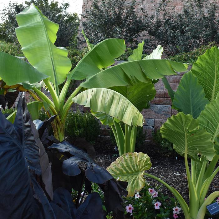 Upright Elephant's Ear - Alocasia odora from IGC Quicksite Upgrade