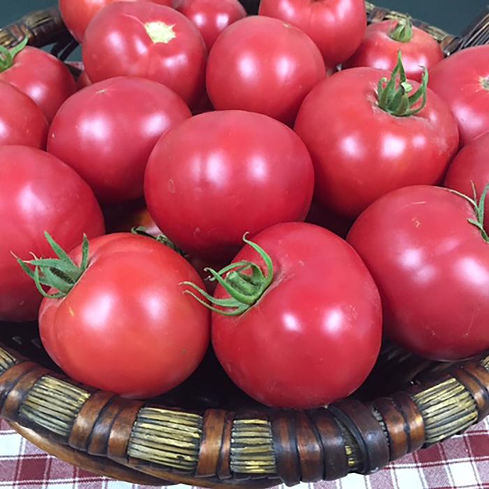 'Mountain Rouge' Tomato - Lycopersicon lycopersicum from IGC Quicksite Upgrade
