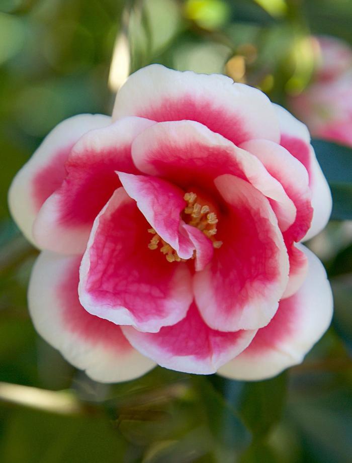 Christmas Carol™ - Camellia x vernalis from IGC Quicksite Upgrade
