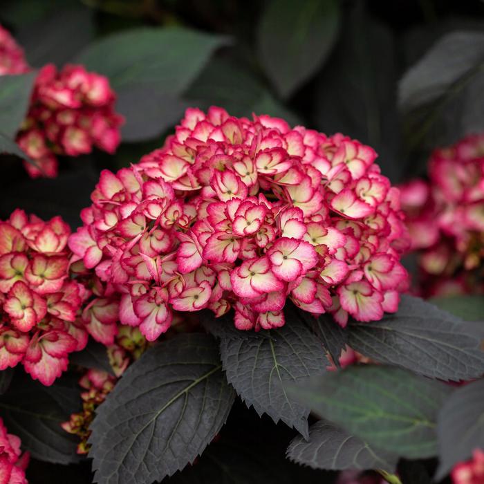 Eclipse&reg; Bigleaf Hydrangea - Hydrangea macrophylla from IGC Quicksite Upgrade