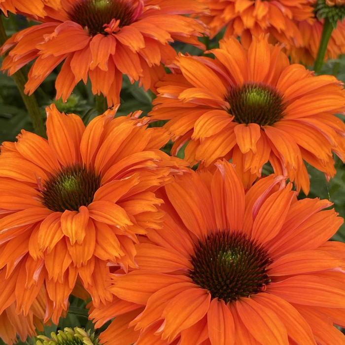 'SunSeekers Mineola' - Echinacea (Coneflower) from IGC Quicksite Upgrade