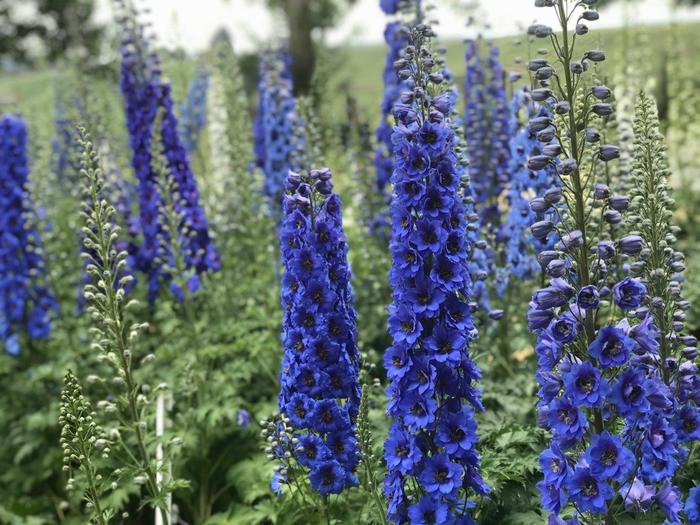 'Blue Buccaneers' New Zealand Delphinium - Delphinium from IGC Quicksite Upgrade