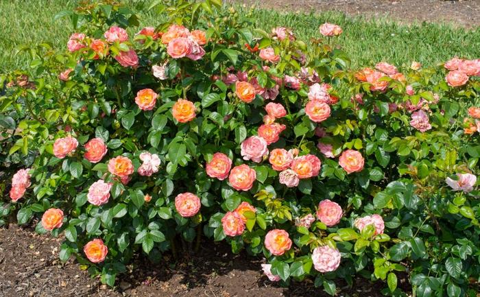 Knock Out&reg; Orange Glow&trade; Rose - Rosa x from IGC Quicksite Upgrade