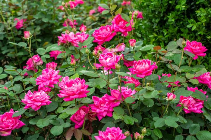 Knock Out&reg; Pink Double - Rosa (Shrub Rose) from IGC Quicksite Upgrade