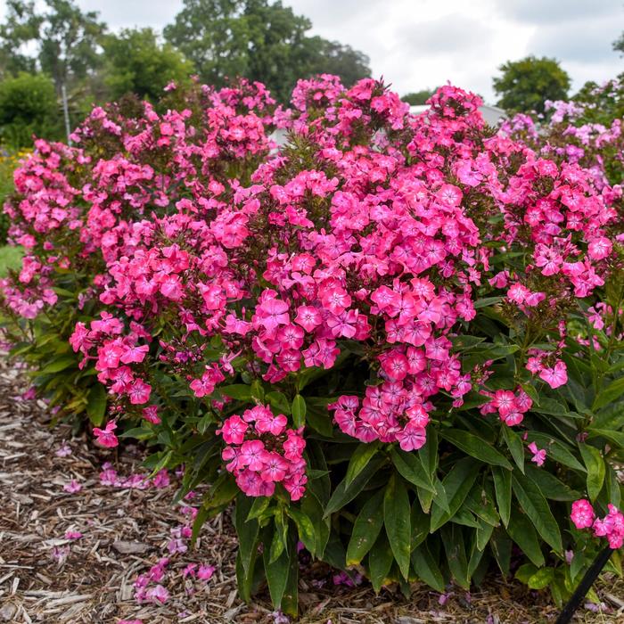 Luminary&trade; 'Pink Lightning' - Phlox paniculata (Garden Phlox) from IGC Quicksite Upgrade