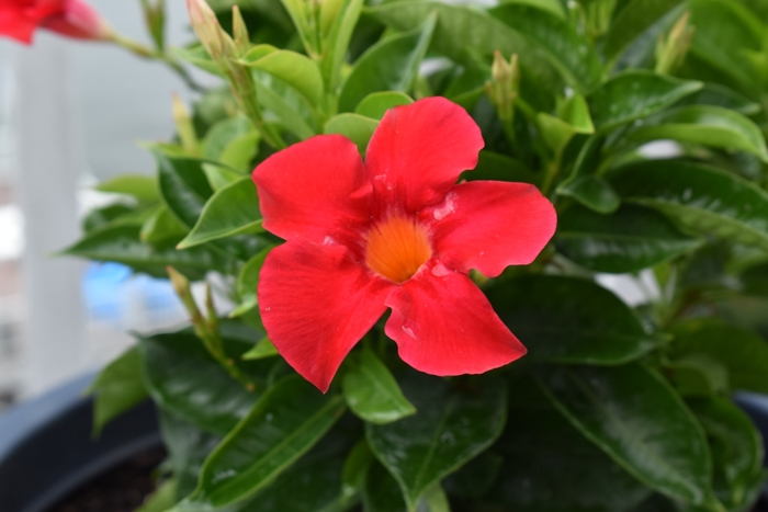 'California Gold' - Bougainvillea from IGC Quicksite Upgrade