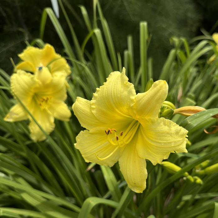 'Big Time Happy' - Hemerocallis (Daylily) from IGC Quicksite Upgrade
