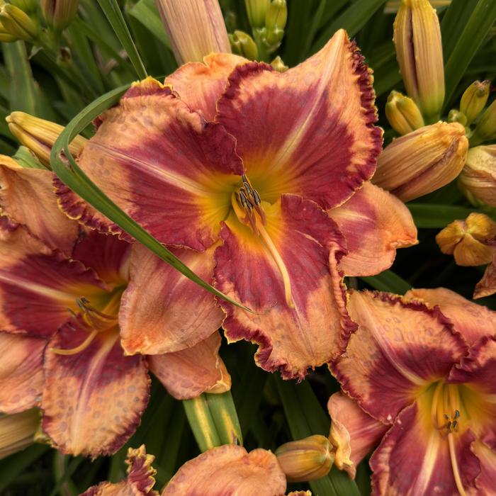 Rainbow Rhythm&reg; 'Lake of Fire' - Hemerocallis (Daylily) from IGC Quicksite Upgrade
