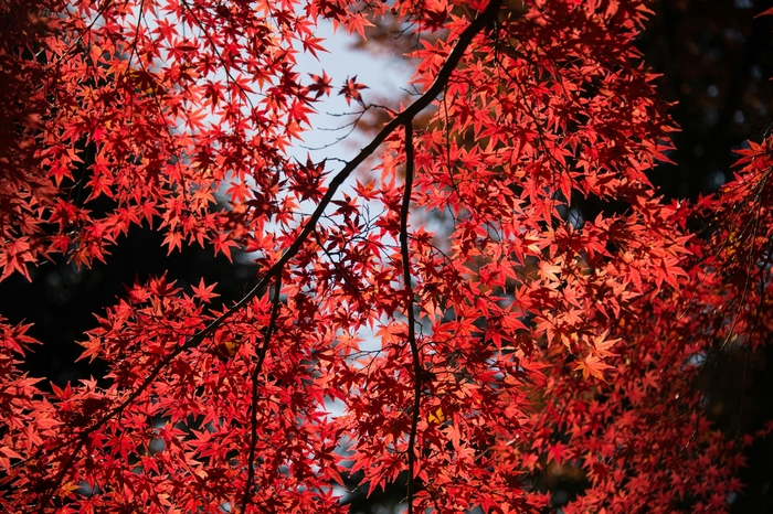 'October Glory' - Acer rubrum (Japanese Maple) from IGC Quicksite Upgrade