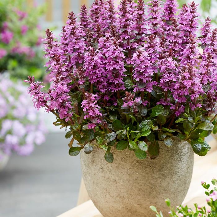 Midnight Mystery™ Bugleweed - Ajuga reptans from IGC Quicksite Upgrade