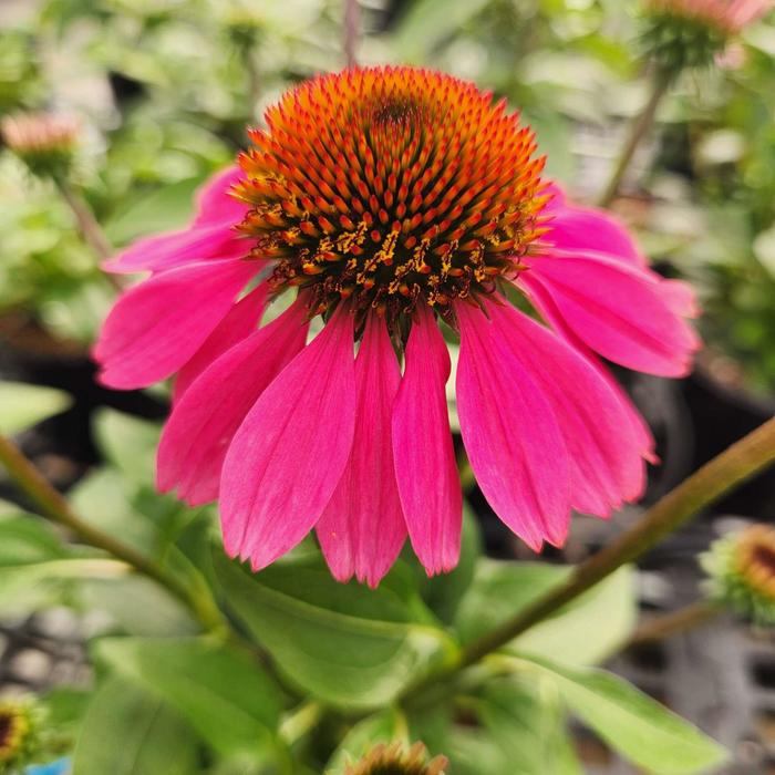 'Panama Rose' Coneflower - Echinacea from IGC Quicksite Upgrade