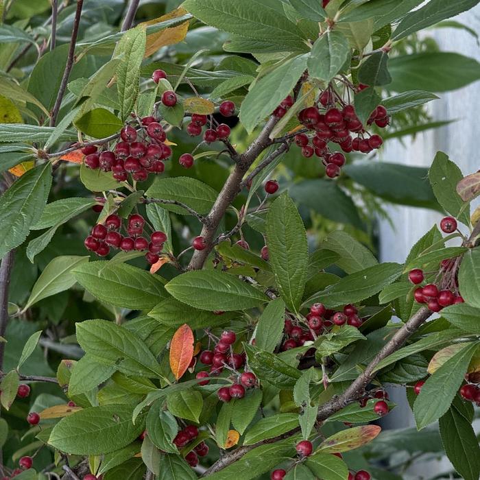 'Brilliantissima' Red Chokeberry - Aronia arbutifolia from IGC Quicksite Upgrade