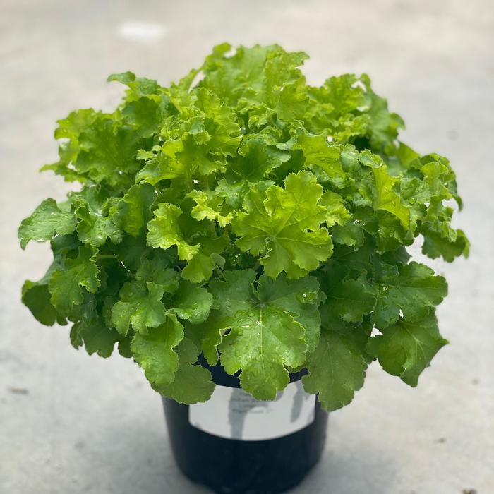 'Indian Summer Limeberry' - Heuchera (Coral Bells) from IGC Quicksite Upgrade