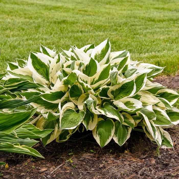'Patriot' - Hosta (Plantain Lily) from IGC Quicksite Upgrade