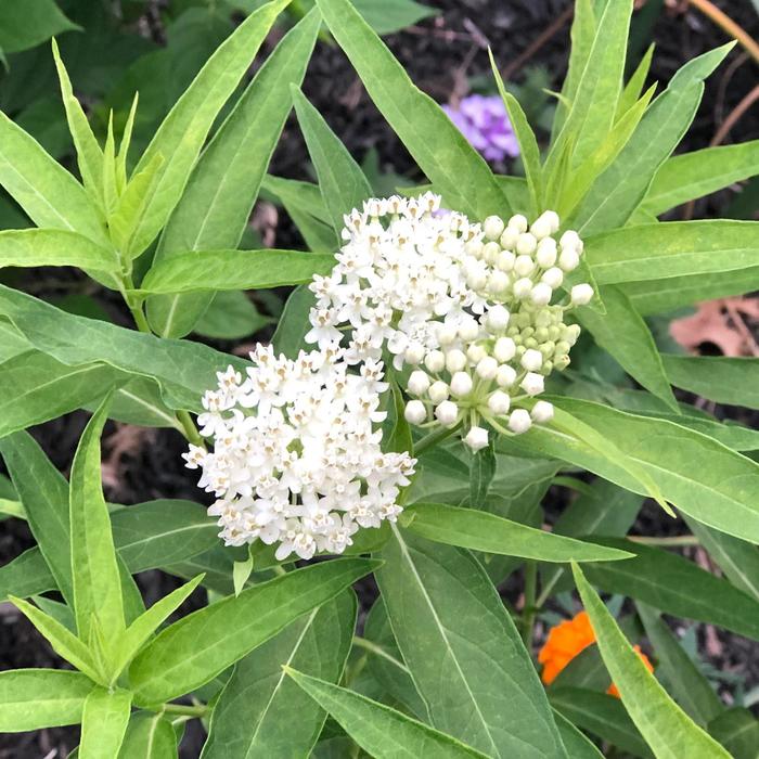 'Ice Ballet' - Asclepias incarnata (Milkweed) from IGC Quicksite Upgrade